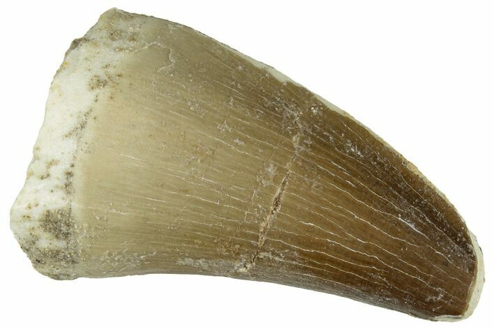 Fossil Mosasaur (Prognathodon) Tooth - Morocco #322640